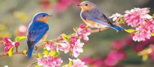 Lente Vogels